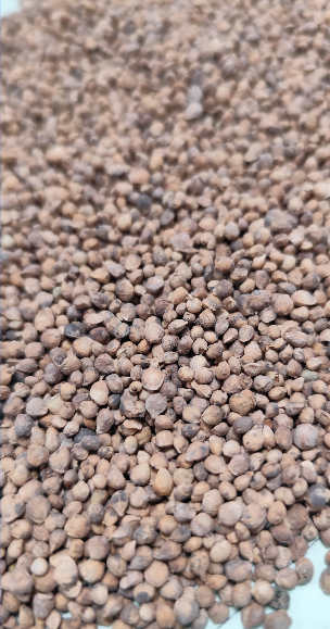 Graines d'épinard géant d'hiver BIO - sachet de 5 grammes