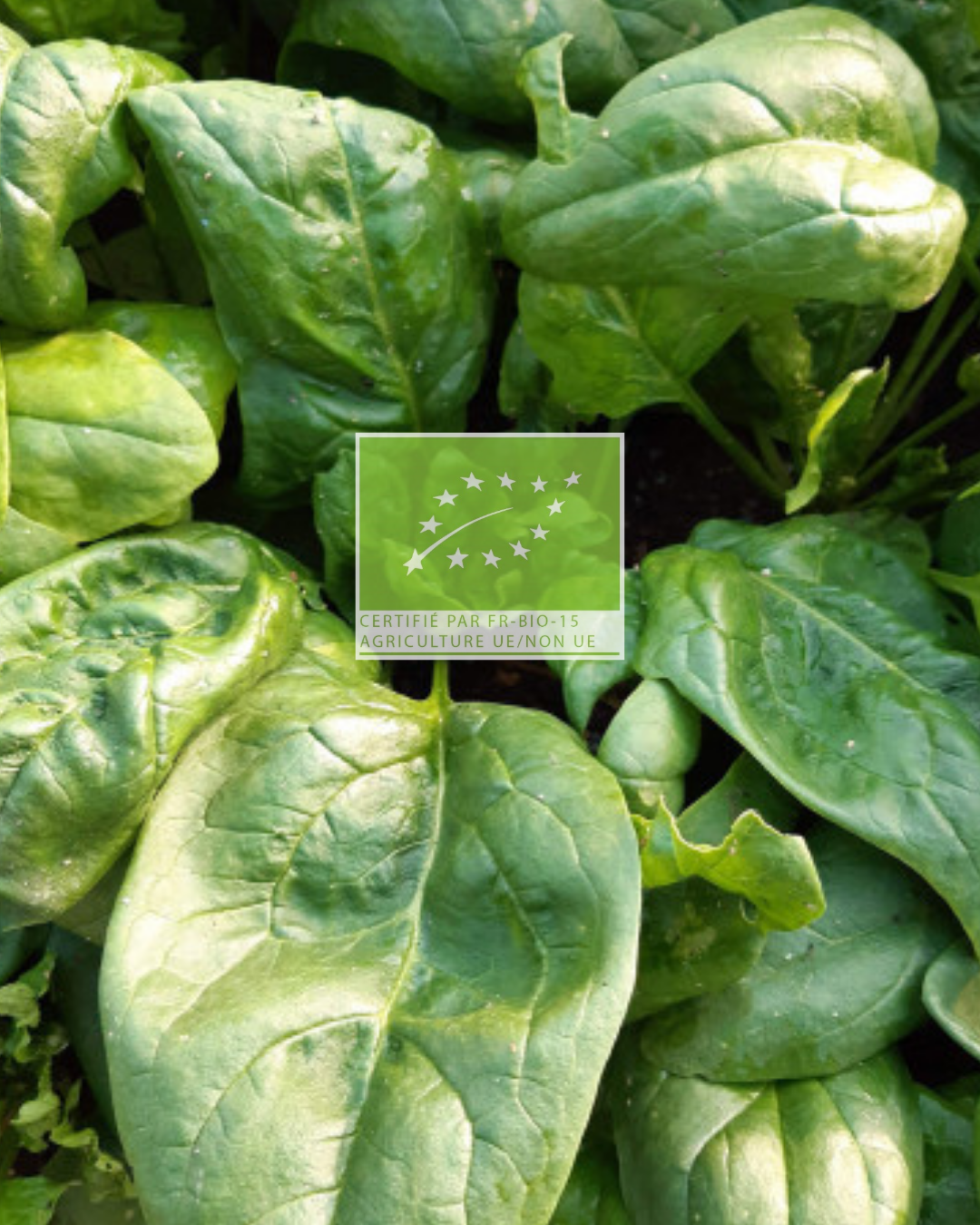 Graines d'épinard géant d'hiver BIO - sachet de 5 grammes