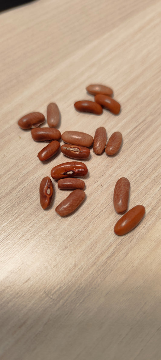 Graines de haricot vert nain violet PURPLE GREEN - sachet de 20 grammes