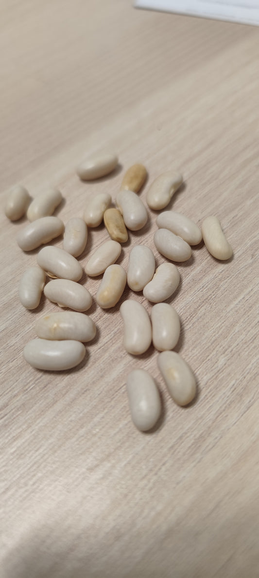 Graines de haricot nain beurre MAXIDOR - sachet de 20 grammes