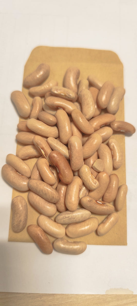 Graines de haricot nain mange tout CONTENDER - sachet de 20 grammes