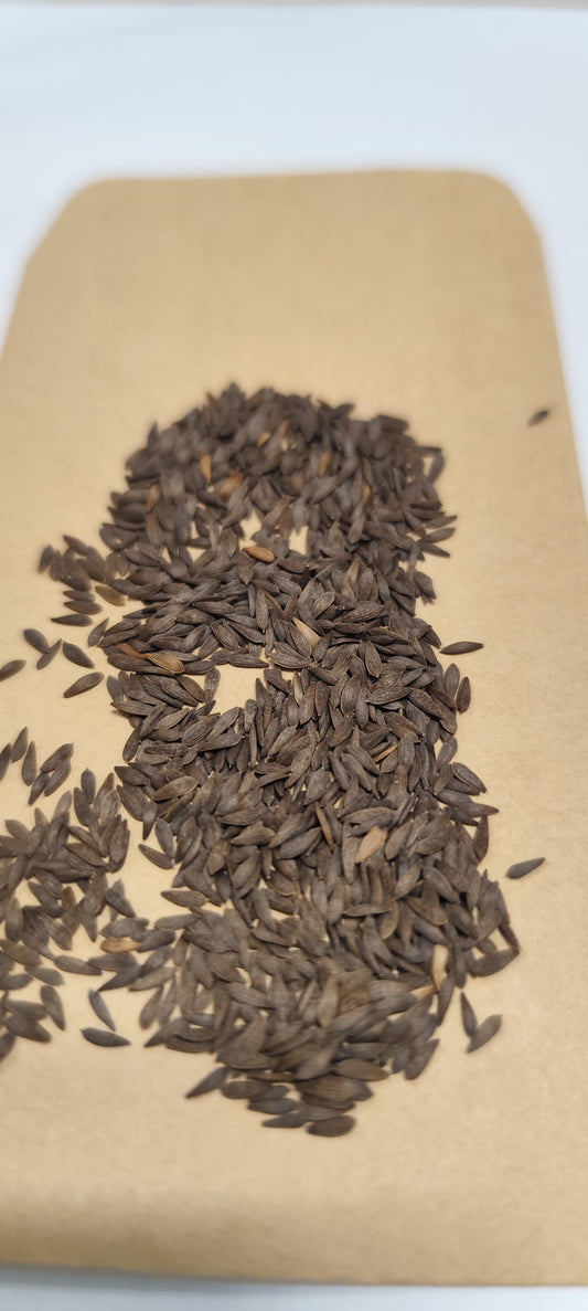 Graines de laitue à couper feuille de chêne blonde - sachet de 1 gramme