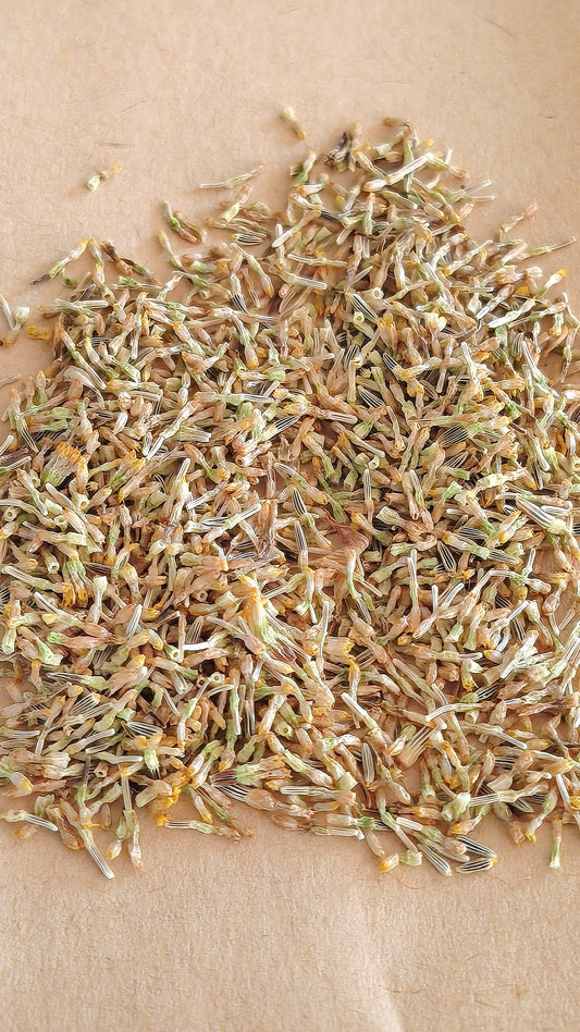 Graines de Marguerite sauvage - sachet de 0.5 grammes