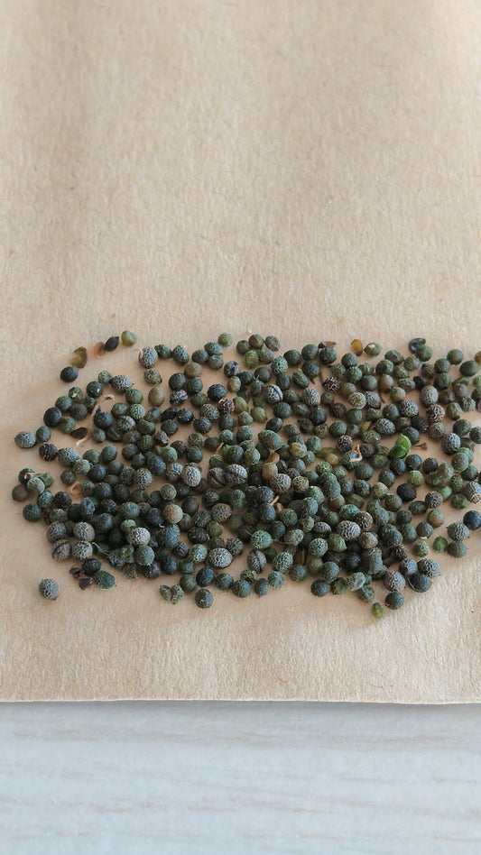 Graines de Pavot de Californie Eschscholzia - sachet de 0.5 grammes
