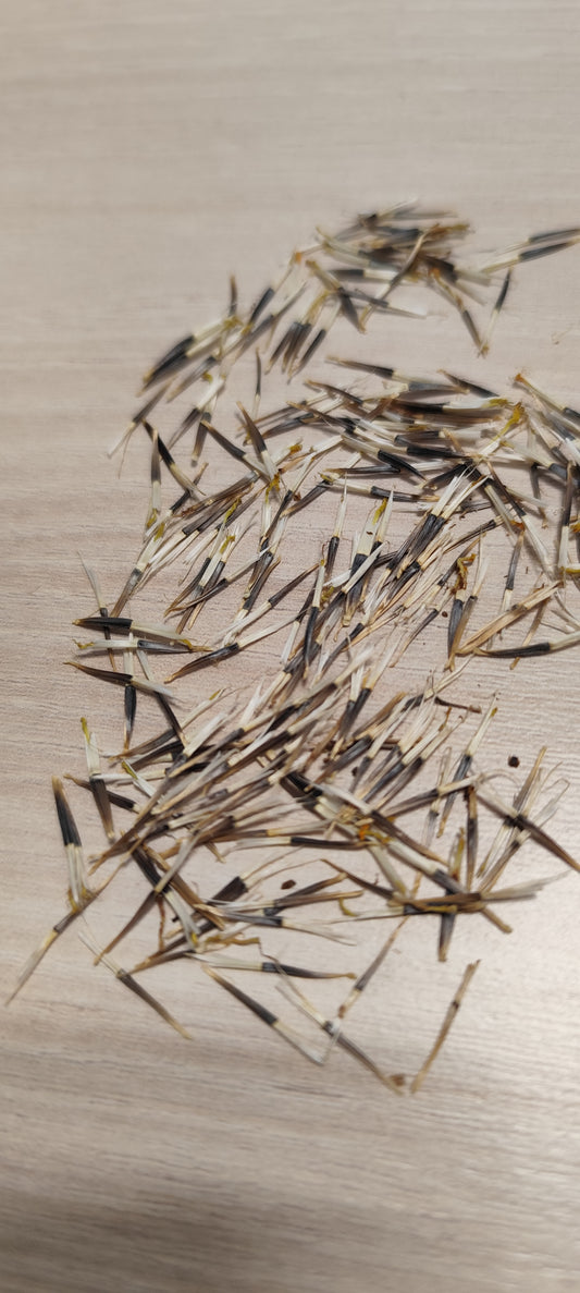 Graines d'oeillet d'inde flamboyant mix - sachet de 0.25 gramme