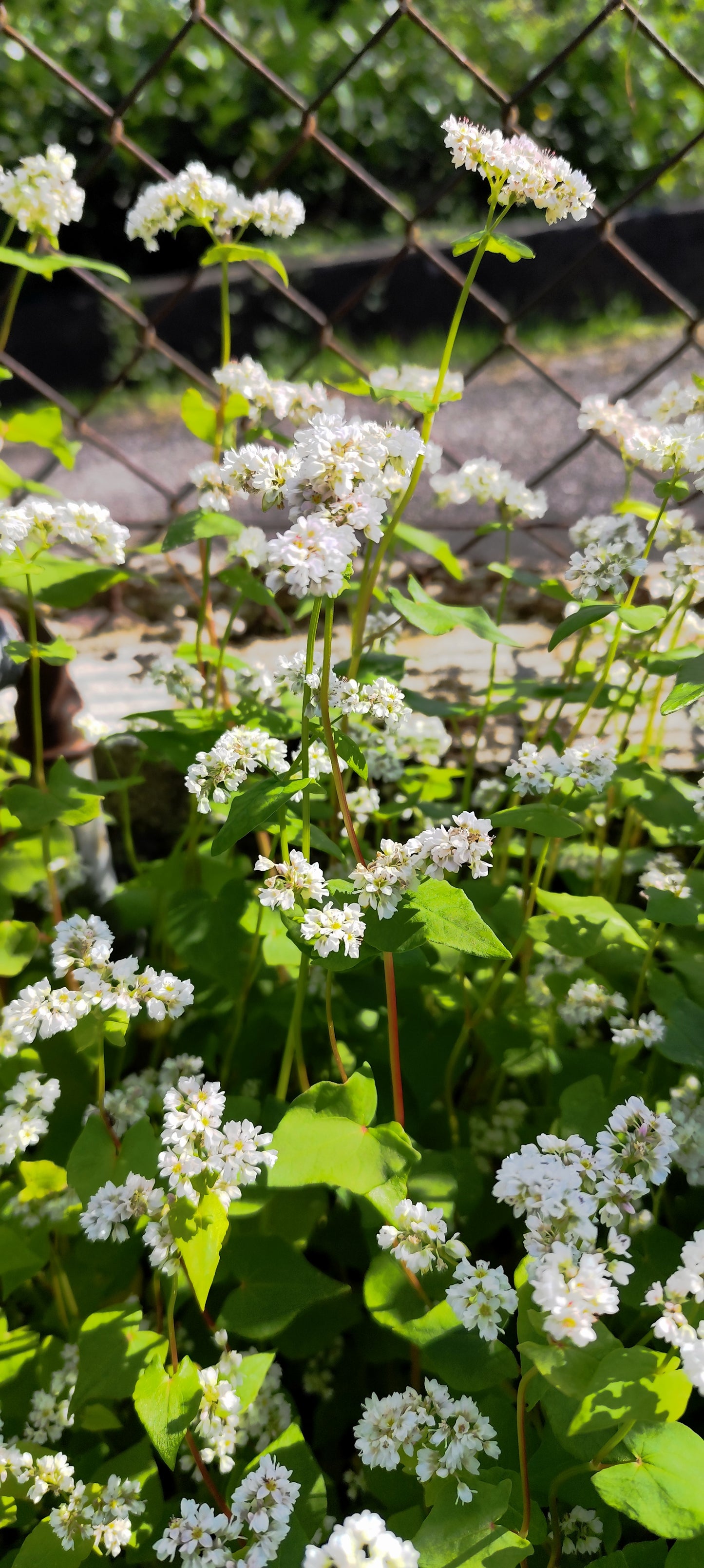 Graines de sarrasin pour parterre fleuri ou consommation - sachet de 5 grammes