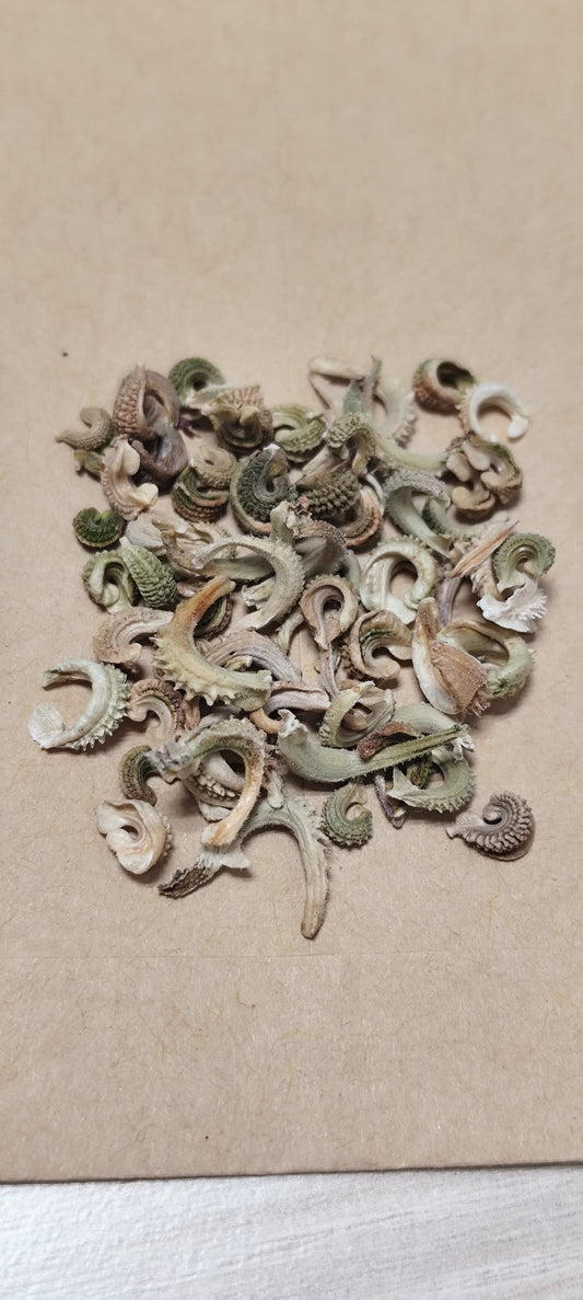 Graines de souci / Calendula officinale - sachet de 0.5 gramme