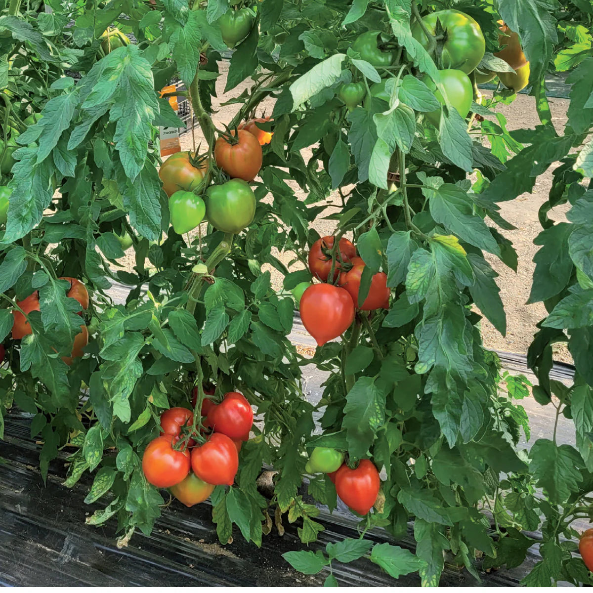 Graines de tomate coeur de boeuf cordiforme - sachet de 0.5 gramme