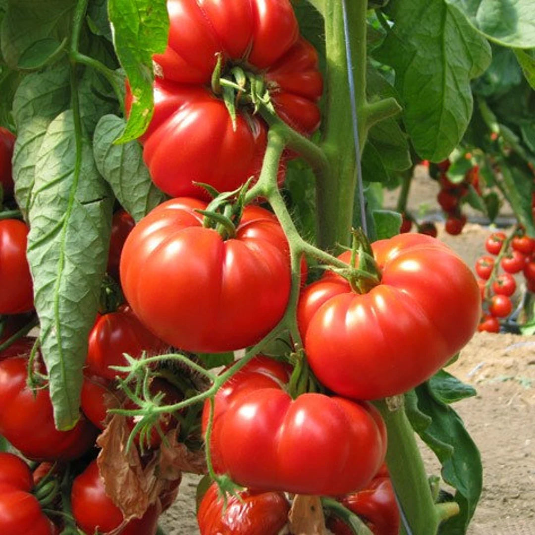 Graines de tomate Marmande V.R. - sachet de 0.5 gramme