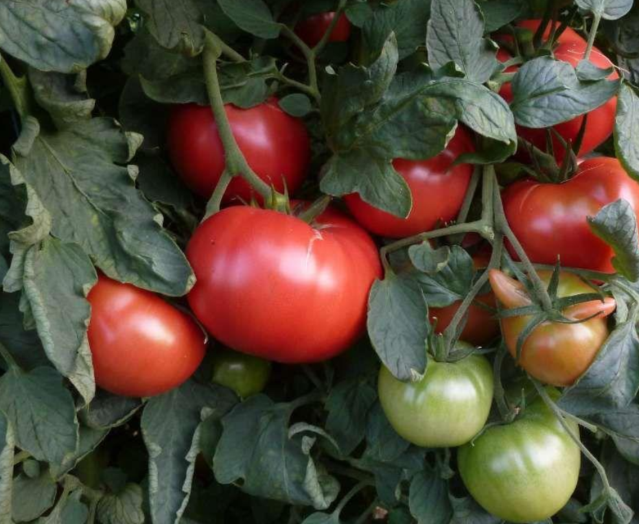 Graines de tomate rose de Berne - sachet de 0.5 gramme