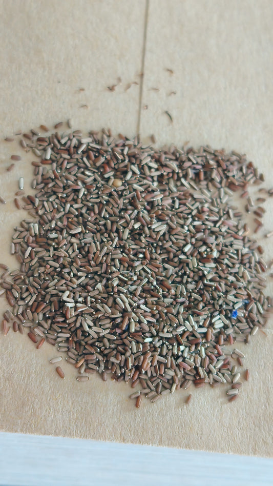 Graines de Verveine de Buenos Aires - sachet de 0.5 gramme