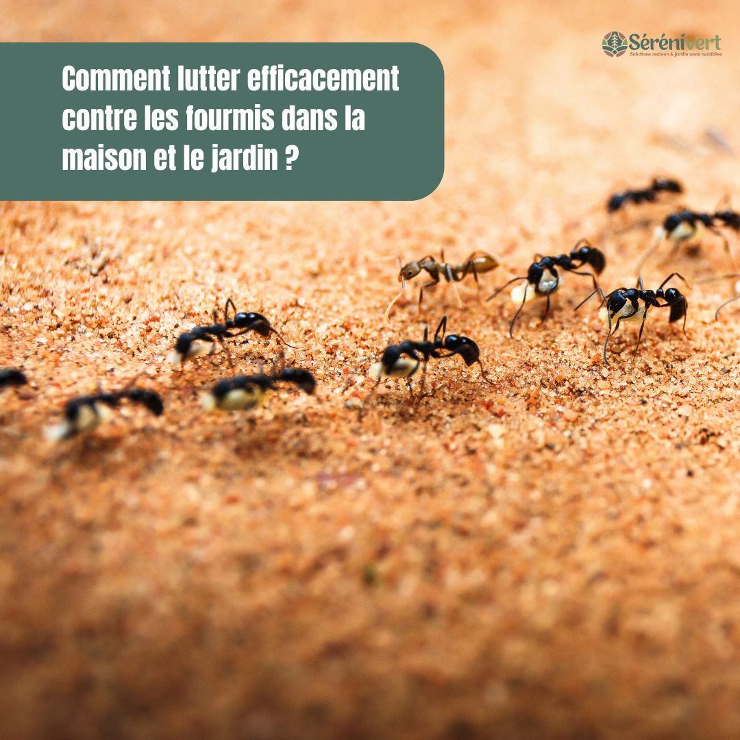 Comment lutter efficacement contre les fourmis dans la maison et le jardin ?