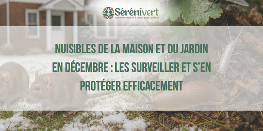 Nuisibles de la maison et du jardin en décembre : les surveiller et s’en protéger efficacement