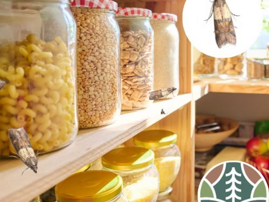 Mites alimentaires : Comment les identifier et s’en débarrasser efficacement ?