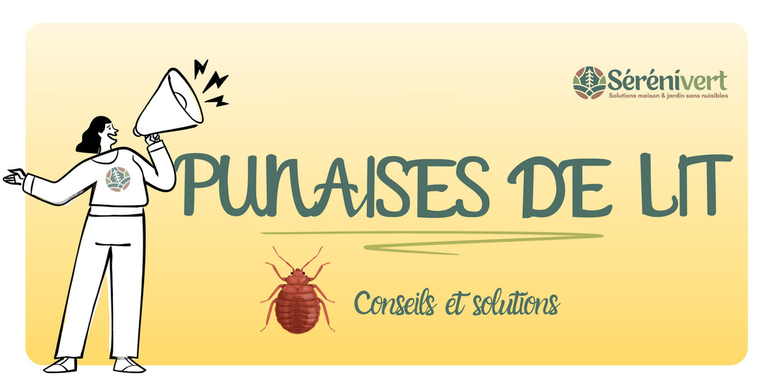 Punaises de lit : comment les reconnaître, les éliminer et éviter leur retour ?