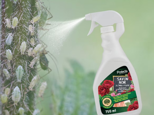 Pucerons : Comment protéger vos fleurs et légumes efficacement