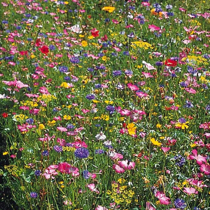 Graines de fleurs champêtres en mélange - sachet de 10 grammes