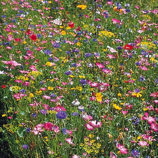 Graines de fleurs champêtres en mélange - sachet de 10 grammes