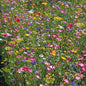 Graines de fleurs champêtres en mélange - sachet de 10 grammes