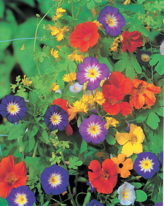 Graines de fleurs grimpantes en mélange - sachet de 10 grammes