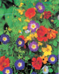 Graines de fleurs grimpantes en mélange - sachet de 10 grammes