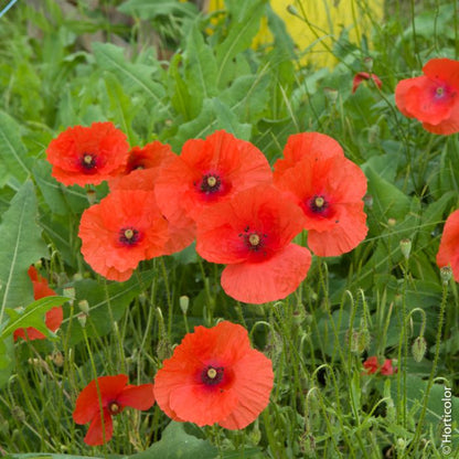 Graines de coquelicot simple rouge - sachet de 0.5 gramme