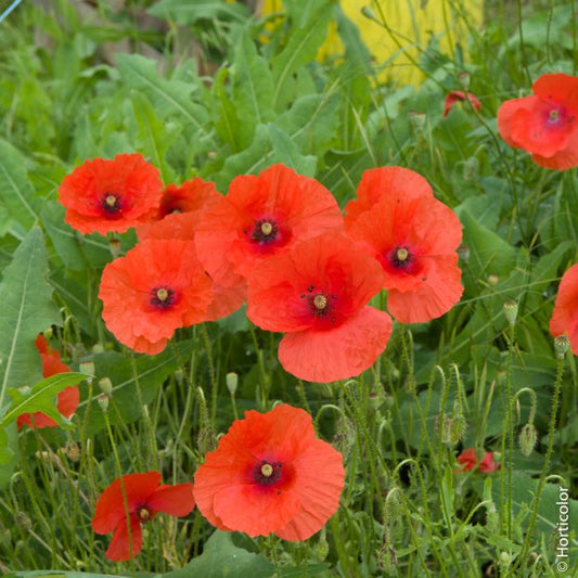 Graines de coquelicot simple rouge - sachet de 0.5 gramme