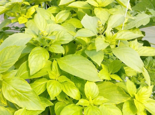 Graines de basilic citron - sachet de 1 gramme