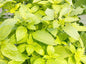 Graines de basilic citron - sachet de 1 gramme