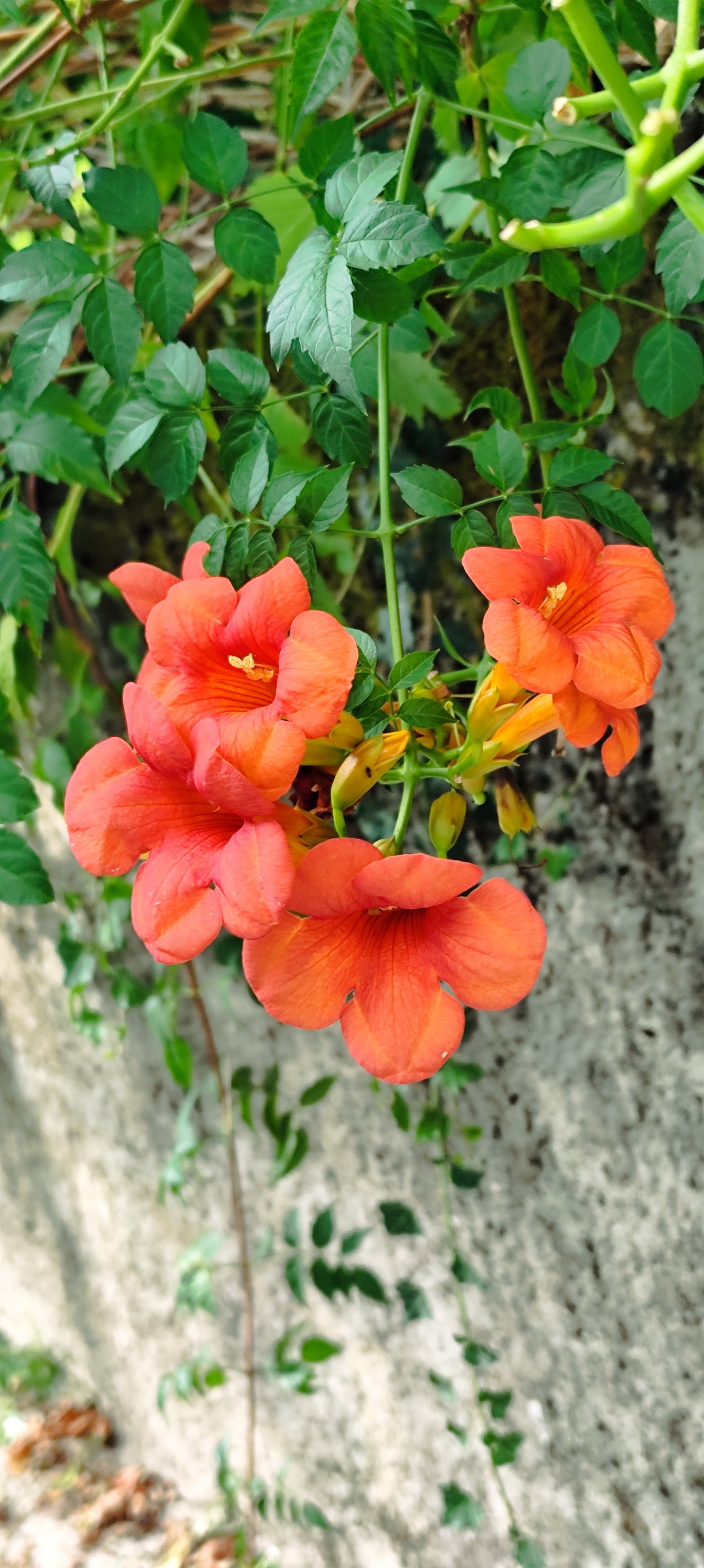 Graines de bignone orange (Campsis radicans) - sachet de 0.5 gramme