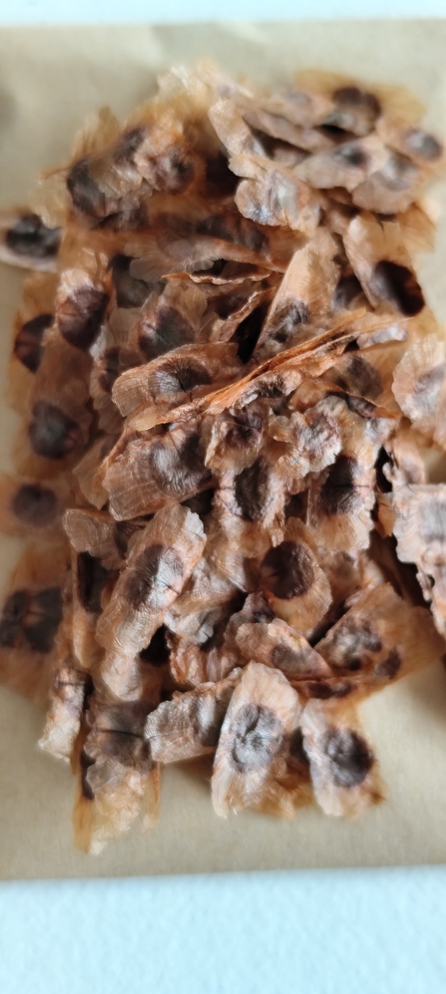 Graines de bignone orange (Campsis radicans) - sachet de 0.5 gramme