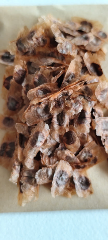 Graines de bignone orange (Campsis radicans) - sachet de 0.5 gramme