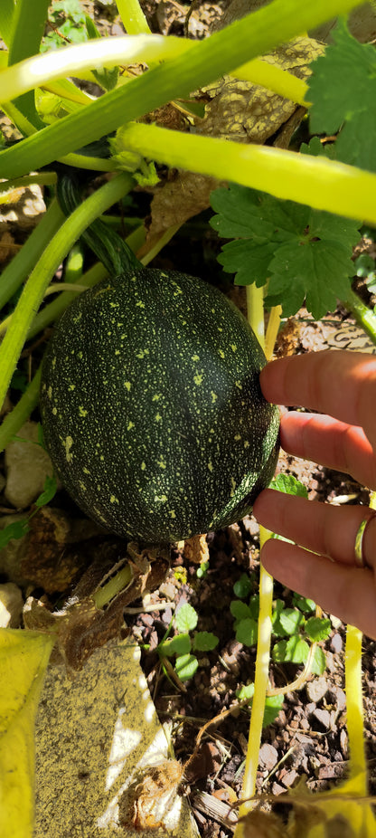 Graines de courgette de Nice BIO à fruit rond - sachet de 5 grammes