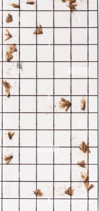 Piège pour mites vestimentaires : 1 boitier à suspendre + 2 plaquettes attractives engluées