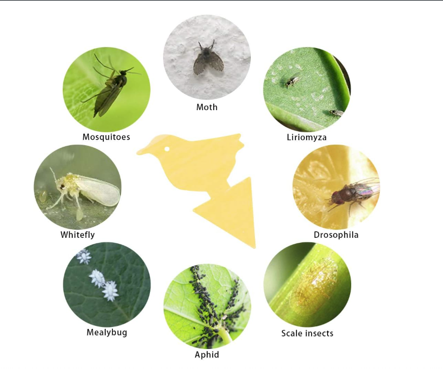 10 stickers jaune ou noir collants pour insectes volants