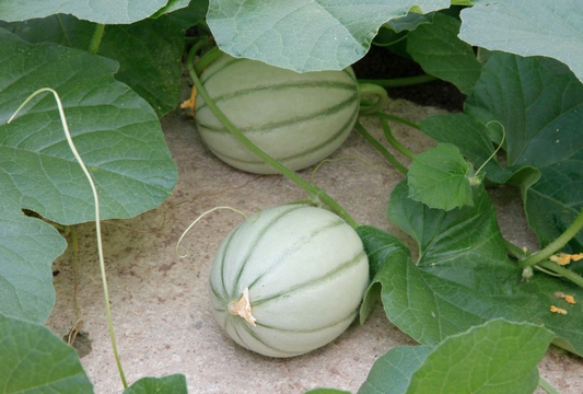 Graines de melon Charentais super précoce du Roc - sachet de 1 gramme
