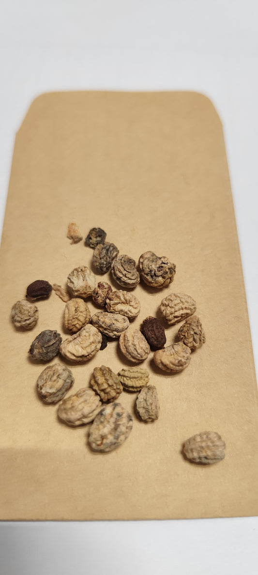 Graines de capucine Grande Simple Lobb variée - sachet de 2.5 grammes