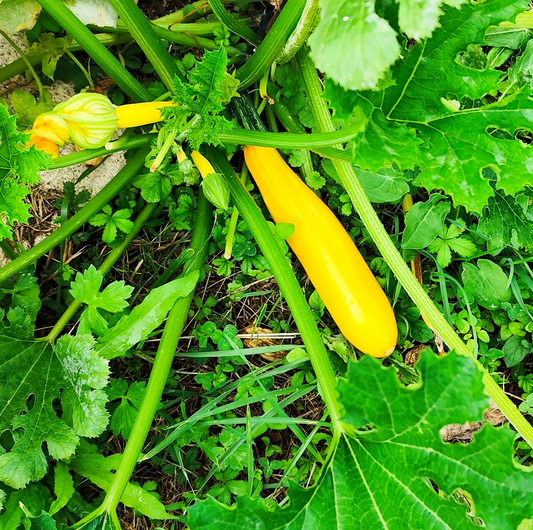 Graines de courgette jaune GOLDENA - sachet de 5 grammes