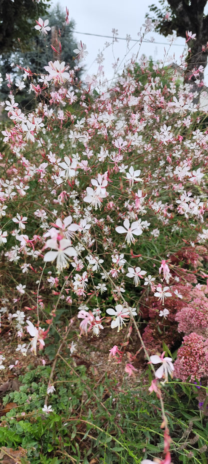 Graines de Gaura blanche au coeur rose - sachet de 1 gramme