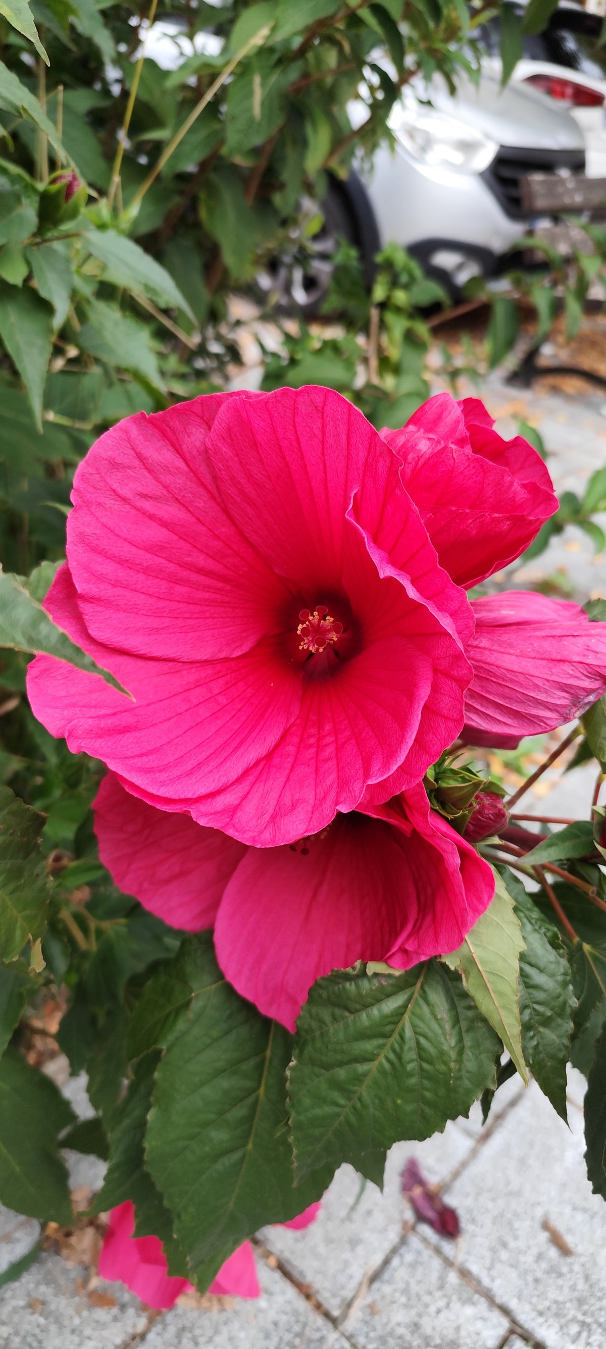 Graines d'Hibiscus des marais rose foncé - sachet de 0.15 gramme