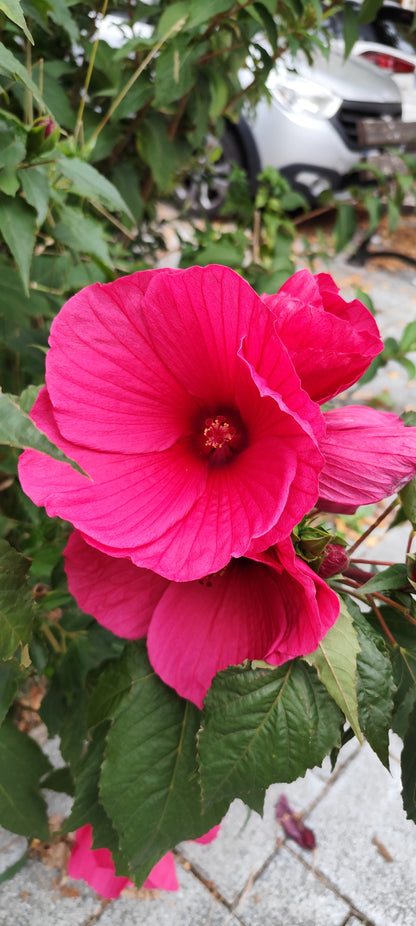 Graines d'Hibiscus des marais rose foncé - sachet de 0.15 gramme