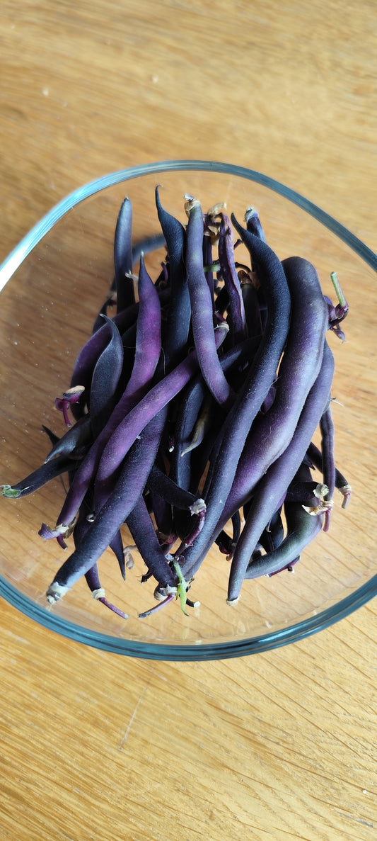 Graines de haricot vert nain violet PURPLE GREEN - sachet de 20 grammes