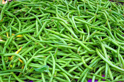 Graines de haricot vert nain RUGALLY - sachet de 20 grammes