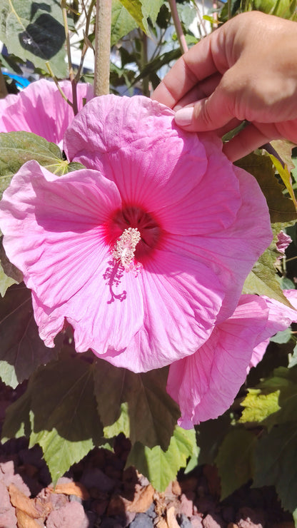 Graines d'Hibiscus des marais Rose clair - sachet de 0.15 gramme