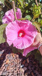 Graines d'Hibiscus des marais Rose clair - sachet de 0.15 gramme