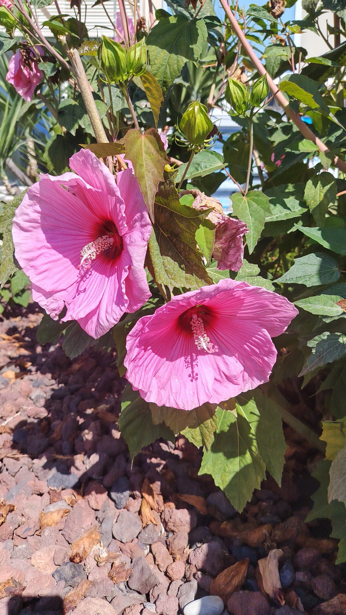 Graines d'Hibiscus des marais Rose clair - sachet de 0.15 gramme