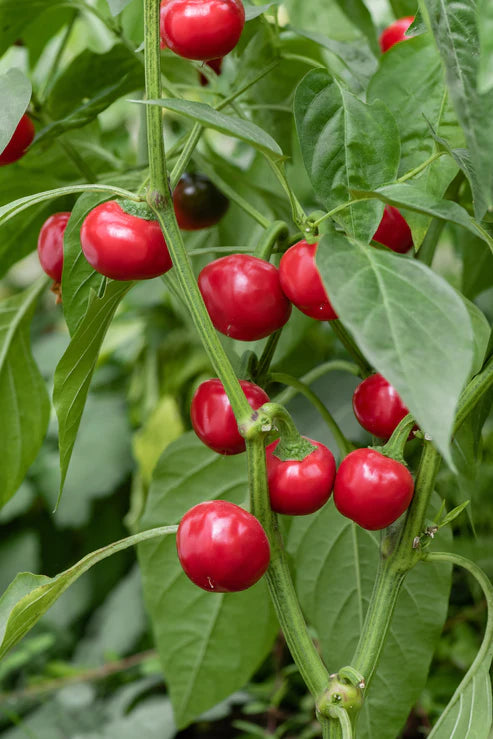 Graines de piment cerise piquant - sachet de 1 gramme