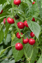 Graines de piment cerise piquant - sachet de 1 gramme