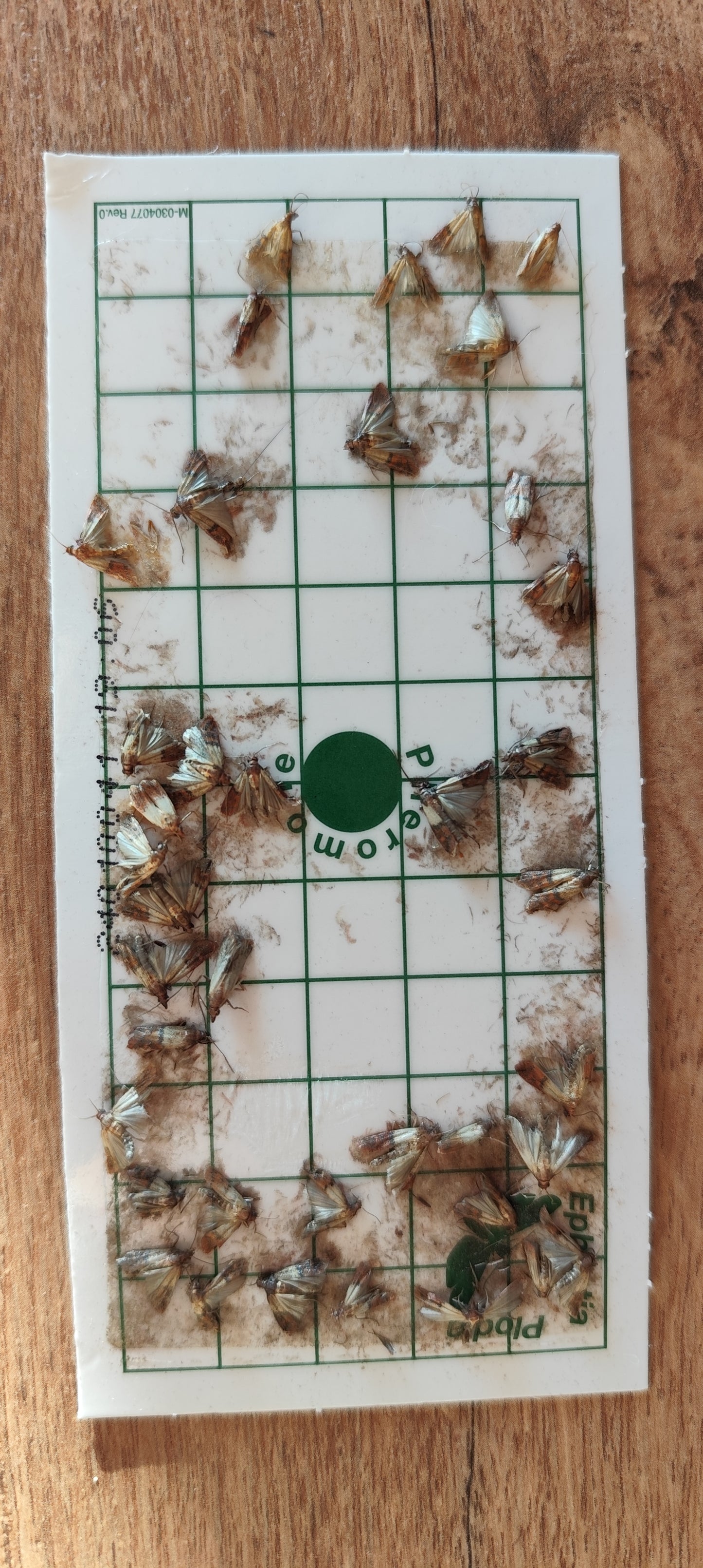 Piège pour mites alimentaires : 1 boitier à suspendre + 2 plaquettes attractives engluées