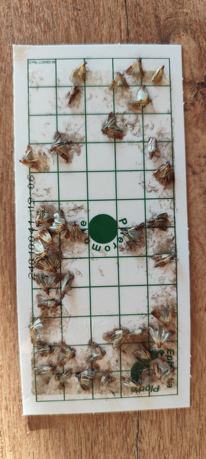 Piège pour mites alimentaires : 1 boitier à suspendre + 2 plaquettes attractives engluées